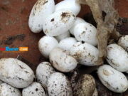 Geger! Warga Garut Temukan Puluhan Telur Ular di Pemukiman Padat Puluhan-Telur-Ular-di-Garut.jpg
