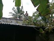 Hujan Angin, Rumah Warga Lakbok Ciamis Tertimpa Pohon Tumbang Rumah-Warga-Lakbok-Ciamis-Tertimpa-Pohon-Tumbang.jpg
