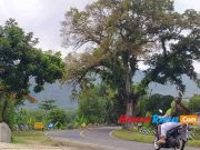 Cerita Mistis Pohon Mahoni Besar di Pamarican Ciamis, Penyebab Kecelakaan? pohon-mahoni-besar.jpg