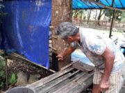 Aneh, Pohon di Obwis Lembah Pajamben Kota Banjar Keluarkan Cairan Berbau Pesing Aneh-Pohon-di-Obwis-Lembah-Pajamben-Kota-Banjar-Keluarkan-Cairan-Berbau-Pesing.jpg