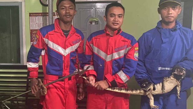 Biawak-Besar-Masuk-Rumah-Warga-Banjarsari-Ciamis.jpg