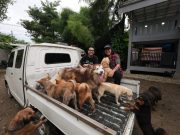 Gofar Hilman Modifikasi Pick Up Gran Max Animal Defenders DSC09717-scaled.jpg