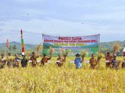 Difasilitasi Dinas Pertanian Ciamis, Poktan Utama 1 Desa Bangunharja Panen Padi Ramah Lingkungan Difasilitasi-Dinas-Pertanian-Ciamis-Poktan-Utama-1-Desa-Bangunharja-Panen-Padi-Ramah-Lingkungan.jpeg