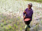 Curhat Petani Banjar saat Musim Tanam, Harga Pupuk Subsidi Naik dan Pasokan Telat IMG_20230212_211127_4kudTAsa2u_UjcrL2P33O.jpeg