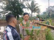 Terungkap, Ini Identitas Penanam Ganja di Cagar Wisata Situ Cangkuang Garut Identitas-Penanam-Ganja-di-Cagar-Wisata-Situ-Cangkuang-Garut.jpg
