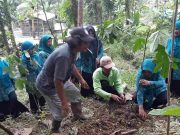Jaga Kelestarian Alam, Kader PKK di Pamarican Ciamis Galakan Tanam Pohon Picung Jaga-Kelestarian-Alam-Kader-PKK-di-Pamarican-Ciamis-Galakan-Tanam-Pohon-Picung.jpg