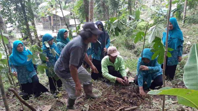 Jaga-Kelestarian-Alam-Kader-PKK-di-Pamarican-Ciamis-Galakan-Tanam-Pohon-Picung.jpg