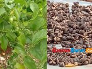 Harga Minyaknya Jutaan Rupiah, Petani di Pangandaran Kembangkan Tanaman Kacang Inca Kacang-Inca.jpg