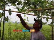 Petani di Pangandaran Kembangkan Budidaya Pohon Anggur, Ini Harapannya Kebun-Anggur.jpg