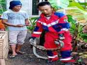 Kerap Memangsa Ternak Ayam, Ular Sanca Diamankan Damkar Ciamis Kerap-Mangsa-Ternak-Ayam-Ular-Sanca-Diamankan-Damkar-Ciamis.jpg