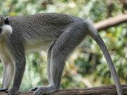 Lagi, Warga Tanjungsari Tasikmalaya Resah, Gerombolan Monyet Blokir Jalan Lagi-Warga-Tanjungsari-Tasikmalaya-Resah-Gerombolan-Monyet-Blokir-Jalan.jpg