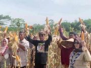 Nanang Permana Panen Raya Jagung MSP Bersama Warga Margajaya Ciamis Nanang-Permana-Panen-Raya-Jagung-MSP-Bersama-Warga-Margajaya-Ciamis.jpeg
