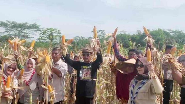 Nanang-Permana-Panen-Raya-Jagung-MSP-Bersama-Warga-Margajaya-Ciamis.jpeg