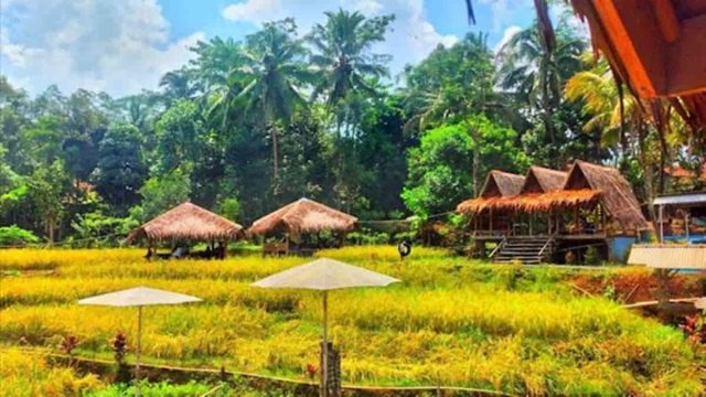 Objek-Wisata-Sawah-Geulis-Tasikmalaya.jpg