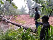 Hujan Angin, Pohon Albasia Tumbang dan Timpa Rumah di Pamarican Ciamis Pohon-Albasia-Tumbang-Timpa-Rumah.jpg