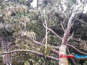 Pohon Durian Menimpa Rumah Warga Karangkamiri Pangandaran saat Hujan Angin Pohon-Durian-Menimpa-Rumah-Warga-Karangkamiri-Pangandaran-saat-Hujan-Angin.jpg