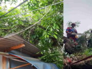 Pohon Kayu Putih Timpa Rumah Warga Banjarsari Ciamis, Listrik Sempat Padam Pohon-Kayu-Putih-Tumbang-di-Banjarsari-Ciamis.jpg
