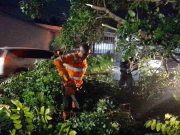 Pohon Tumbang di Purwaharja Kota Banjar, Arus Lalu Lintas Sempat Tersendat Pohon-Tumbang-di-Purwaharja-Kota-Banjar-Arus-Lalu-Lintas-Sempat-Tersendat.jpg