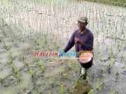 Soal Petani Curhat Pasokan Pupuk, Ini Reaksi DKP3 Kota Banjar Reaksi-DKP3-Kota-Banjar-Soal-Petani-Curhat-Pasokan-Pupuk.jpg