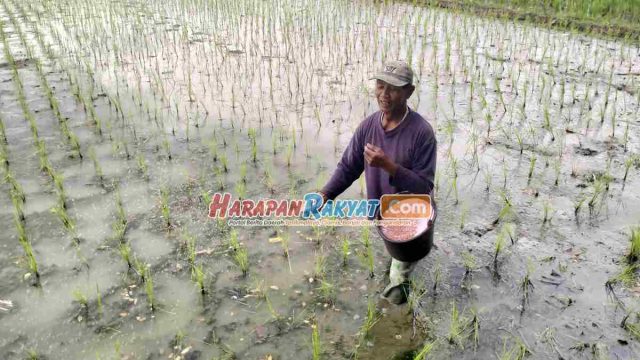 Reaksi-DKP3-Kota-Banjar-Soal-Petani-Curhat-Pasokan-Pupuk.jpg