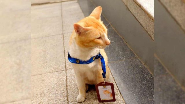 Soleh-Kucing-Museum-Geologi-Bandung-Viral-Netizen-PNS-Jalur-Gemoy.jpg