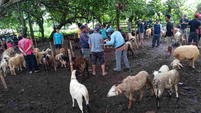 Tak-Ditemukan-Kasus-PMK-Aktivitas-Jual-Beli-Domba-di-Pangandaran-Kembali-Normal.jpeg