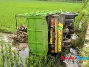 Truk Pengangkut Karang Terguling ke Sawah di Kota Banjar Truk-Pengangkut-Karang-Terguling-ke-Sawah-di-Kota-Banjar.jpg