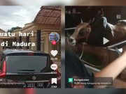 Rumah Mewah Jadi Kandang Sapi di Madura Viral, Ternyata Ini Alasannya! Viral-rumah-mewah-jadi-kandang-sapi-di-Madura.jpeg