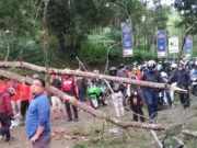 Pohon Tumbang di Cikole Lembang, 1 Orang Meninggal pohon-tumbang-cikole-lembang.jpeg