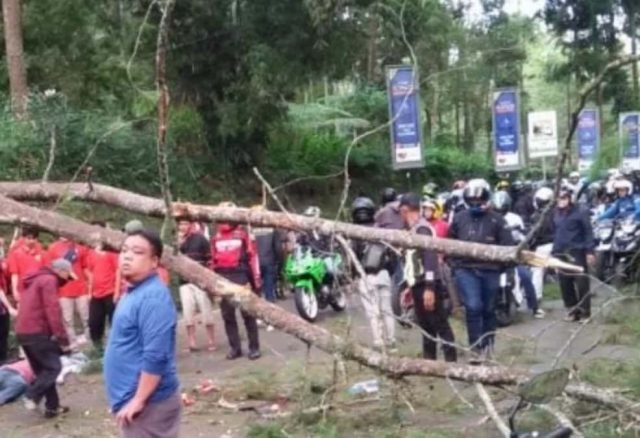 pohon-tumbang-cikole-lembang.jpeg