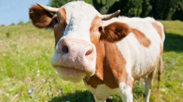 sapi.jpg