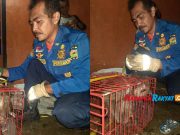 Damkar Ciamis Tangkap Monyet yang Resahkan Warga tangkap-monyet.jpg