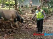 4 Ekor Sapi Milik Warga Bogor Diembat Maling, 1 Ekor Ditinggal di Kebun 4-Ekor-Sapi-Milik-Warga-Bogor-Diembat-Maling-1-Ekor-Ditinggal-di-Kebun.jpg