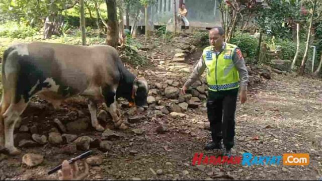 4-Ekor-Sapi-Milik-Warga-Bogor-Diembat-Maling-1-Ekor-Ditinggal-di-Kebun.jpg