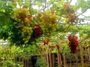 Wisata Petik Anggur Impor di Pangandaran, Ada 30 Varian dari Berbagai Negara IMG_20230303_043541_c1dNFFCr7d_IjpSJioT3O.jpeg