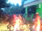 Pohon Tumbang di Jalan Raya Banjar-Majenang, Lalin Sempat Tersendat IMG_20230325_204908_lsR9ETxl6H_jreXFM131I.jpeg
