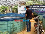 BUMDes di Cipaku Ciamis Ini Siapkan 5 Ton Ikan Nila Konsumsi untuk Ramadhan dan Lebaran Ikan-Nila.jpg