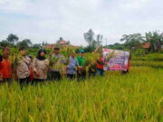 Ikuti Panen Padi Nusantara Secara Serentak, Distan Ciamis Optimis Berkontribusi Terhadap Swasembada Pangan Nasional Ikuti-Panen-Padi-Nusantara-Secara-Serentak-Distan-Ciamis-Optimis-Berkontribusi-Terhadap-Swasembada-Pangan-Nasional.jpeg