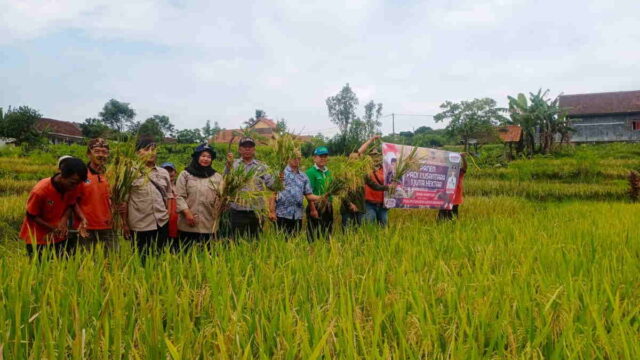 Ikuti-Panen-Padi-Nusantara-Secara-Serentak-Distan-Ciamis-Optimis-Berkontribusi-Terhadap-Swasembada-Pangan-Nasional.jpeg