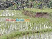 Kawanan Burung Kuntul Kembali Datang, Petani di Cipaku Ciamis Sumringah Kawanan-Burung-Kuntul-Kembali-Datang-Petani-di-Cipaku-Ciamis-Sumringah.jpg