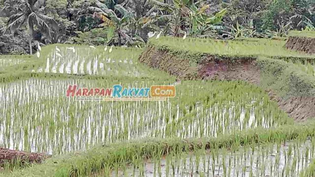 Kawanan-Burung-Kuntul-Kembali-Datang-Petani-di-Cipaku-Ciamis-Sumringah.jpg