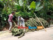 Pembuat Kolang-kaling di Cipaku Ciamis Panen Buah Aren Jelang Ramadhan Kolang-kaling.jpg