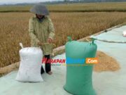 Musim Panen Padi, Petani di Pangandaran Keluhkan Harga Gabah Panen-Padi.jpg