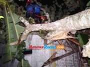 Pohon Waru Besar di Pamarican Ciamis Tumbang Timpa Rumah Milik Lansia Pohon-Tumbang.jpg