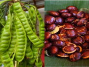 Produksi Jengkol dan Petai di Kabupaten Ciamis Melimpah, Distan Ciamis: Cocok Dikembangkan Produksi-Jengkol-dan-Petai-di-Kabupaten-Ciamis-Melimpah-Distan-Ciamis-Cocok-Dikembangkan.jpg
