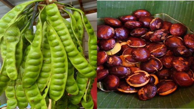 Produksi-Jengkol-dan-Petai-di-Kabupaten-Ciamis-Melimpah-Distan-Ciamis-Cocok-Dikembangkan.jpg