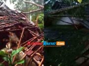 Angin Kencang dan Hujan Deras di Pangandaran, 4 Rumah Tertimpa Pohon Rumah-Rusak.jpg