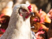 Warga Bandung Jangan Khawatir Kesehatan Daging Unggas di Pasaran Ternak-Ayam-Brahma-Punya-Bulu-di-Area-Kaki.jpg