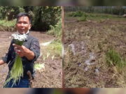 Polisi Selidiki Kerusakan Lahan Edelweis Rawa di Ranca Upas Viral-Bunga-Edelweis-Rawa-Ranca-Upas-Hampir-Punah-Digilas-Komunitas-Trail.jpeg