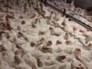 Pastikan Unggas tak Terinfeksi Flu Burung, Ini Upaya Pemkot Cimahi ayam.jpg